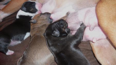 LES BEBES A 4 JOURS
