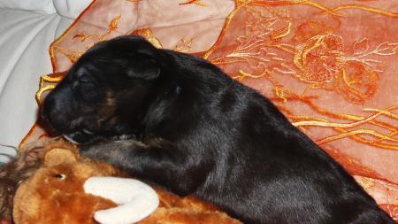BEBE BULL A 12 JOURS 