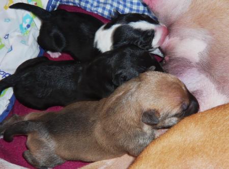 LES BEBES DE LADY ET SHADOW MOON OVER KILACABAR